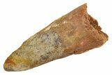 Fossil Spinosaurus Tooth - Real Dinosaur Tooth #326186-1